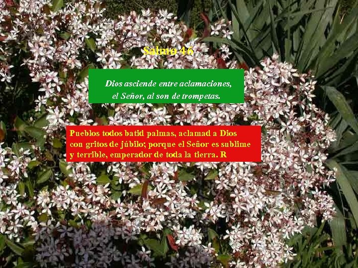 Salmo 46 Dios asciende entre aclamaciones, el Señor, al son de trompetas. Pueblos todos