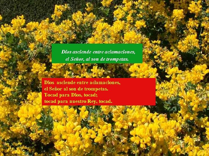 Dios asciende entre aclamaciones, el Señor, al son de trompetas. Dios asciende entre aclamaciones,
