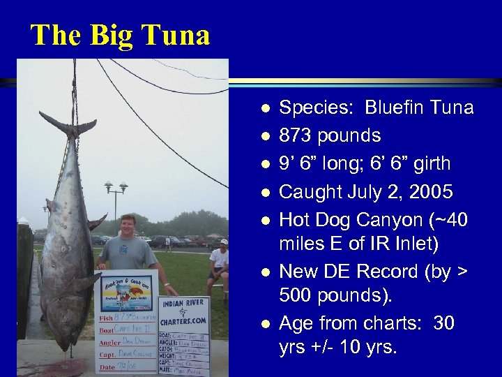 The Big Tuna l l l l Species: Bluefin Tuna 873 pounds 9’ 6”