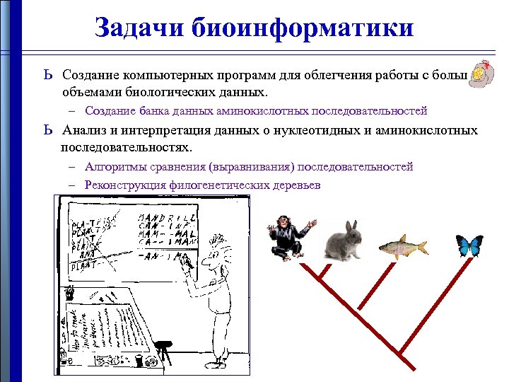 Задачи биоинформатики ь ь Создание компьютерных программ для облегчения работы с большими объемами биологических
