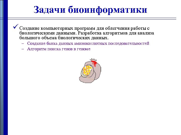 Задачи биоинформатики ü Создание компьютерных программ для облегчения работы с биологическими данными. Разработка алгоритмов