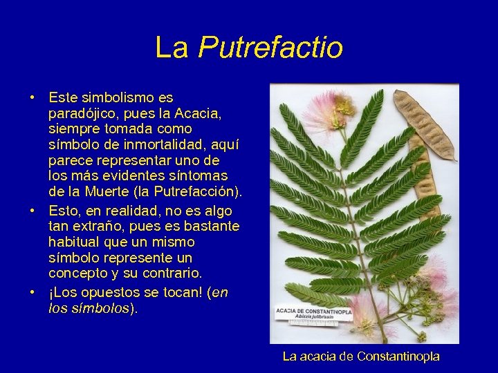 La Putrefactio • Este simbolismo es paradójico, pues la Acacia, siempre tomada como símbolo