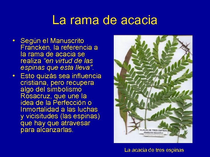 La rama de acacia • Según el Manuscrito Francken, la referencia a la rama