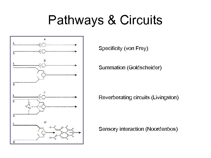 Pathways & Circuits Specificity (von Frey) Summation (Goldscheider) Reverberating circuits (Livingston) Sensory interaction (Noordenbos)