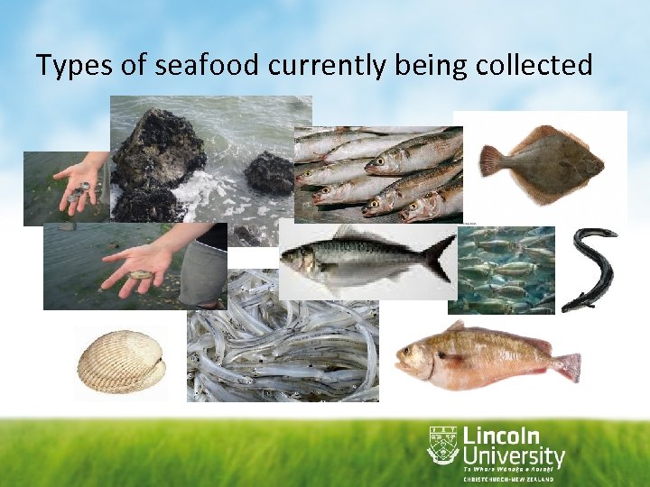 Types of seafood currently being collected 