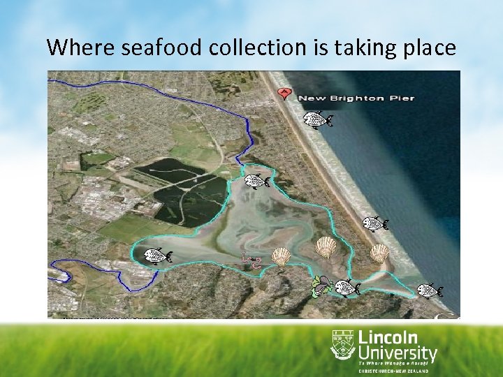 Where seafood collection is taking place 