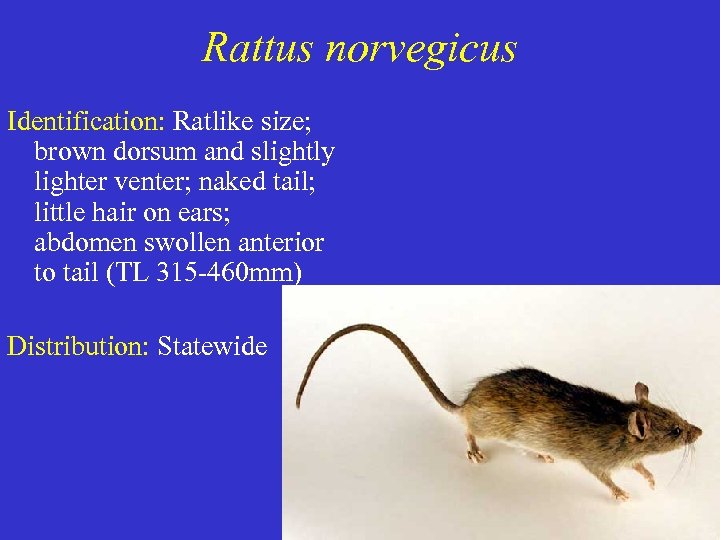 Rattus norvegicus Identification: Ratlike size; brown dorsum and slightly lighter venter; naked tail; little