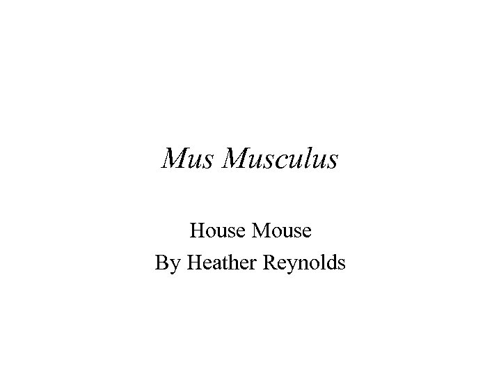 Mus Musculus House Mouse By Heather Reynolds 