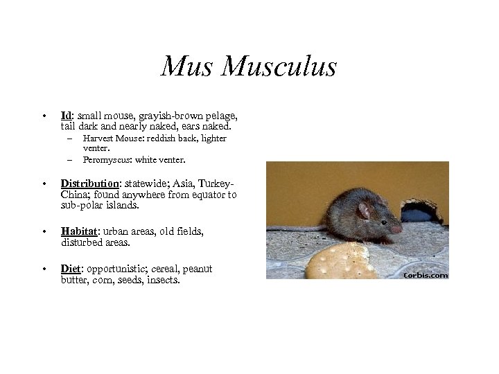 Mus Musculus • Id: small mouse, grayish-brown pelage, tail dark and nearly naked, ears