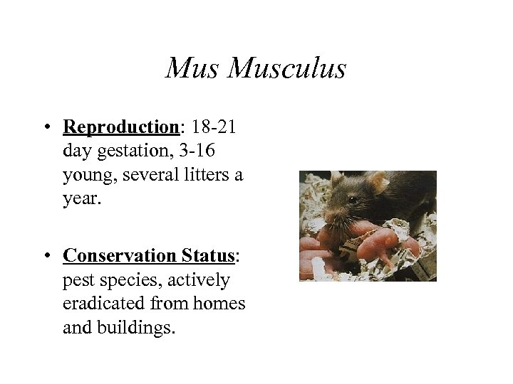 Mus Musculus • Reproduction: 18 -21 day gestation, 3 -16 young, several litters a