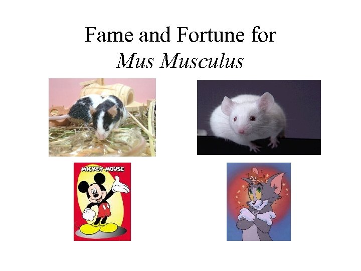 Fame and Fortune for Musculus 