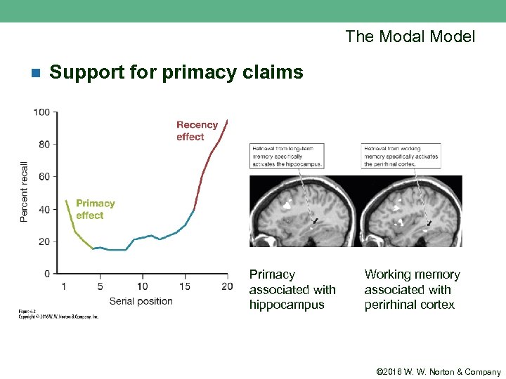 The Modal Model n Support for primacy claims Primacy associated with hippocampus Working memory