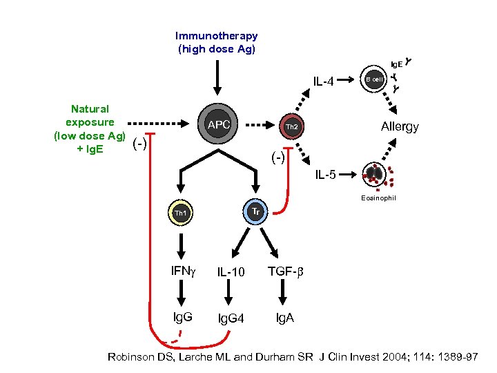Immunotherapy (high dose Ag) Ig. E IL-4 Natural exposure (low dose Ag) + Ig.