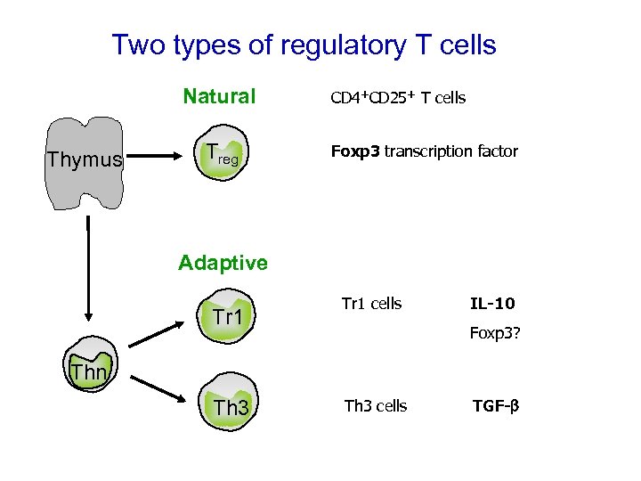 Two types of regulatory T cells Natural Thymus Treg CD 4+CD 25+ T cells