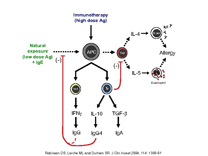 Immunotherapy (high dose Ag) Ig. E IL-4 Natural exposure (low dose Ag) + Ig.