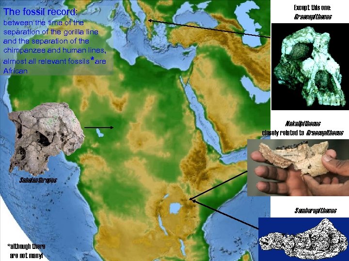 The fossil record: between the time of the separation of the gorilla line and