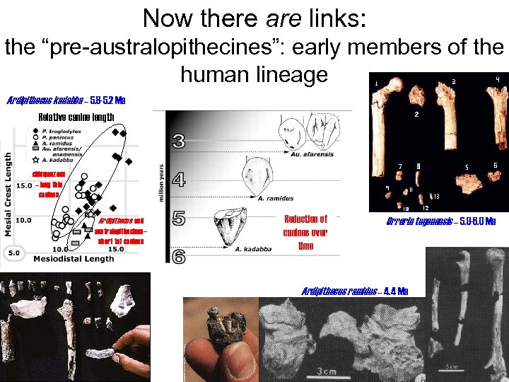Now there are links: the “pre-australopithecines”: early members of the human lineage Ardipithecus kadabba