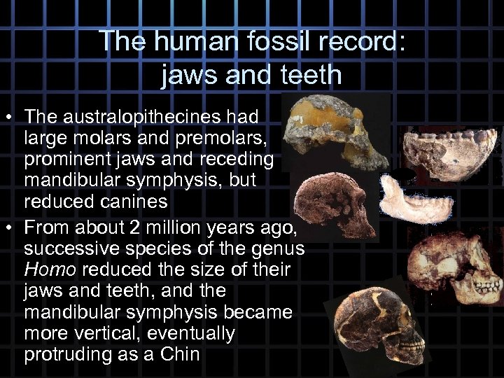 The human fossil record: jaws and teeth • The australopithecines had large molars and