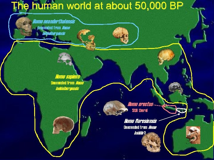 The human world at about 50, 000 BP Homo neanderthalensis descended from Homo heidelbergensis