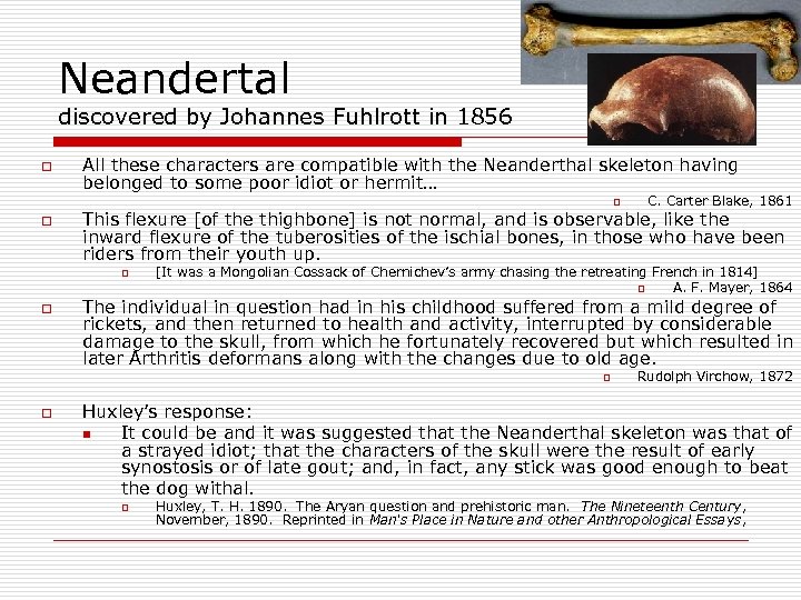 Neandertal discovered by Johannes Fuhlrott in 1856 o All these characters are compatible with