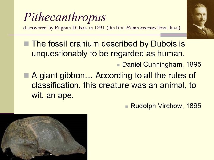 Pithecanthropus discovered by Eugene Dubois in 1891 (the first Homo erectus from Java) n