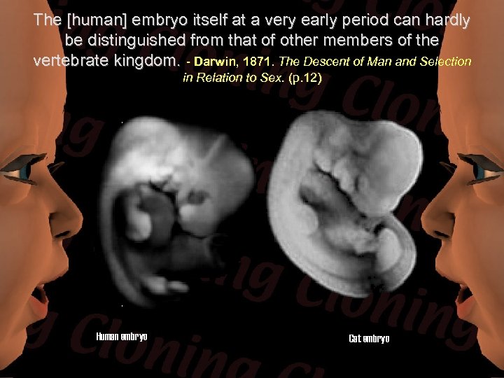 The [human] embryo itself at a very early period can hardly be distinguished from