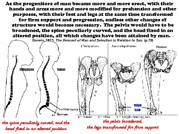 As the progenitors of man became more and more erect, with their hands and