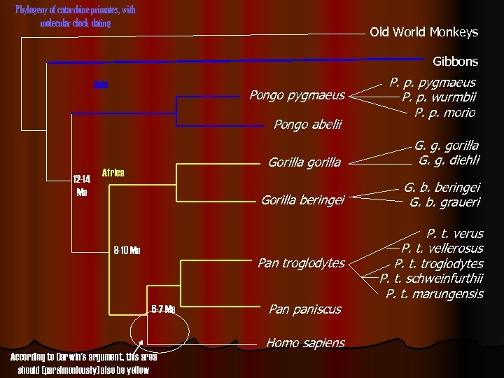Phylogeny of catarrhine primates, with molecular clock dating Old World Monkeys Gibbons Asia Pongo