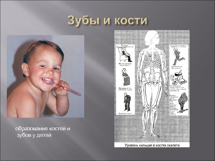 образование костей и зубов у детей 
