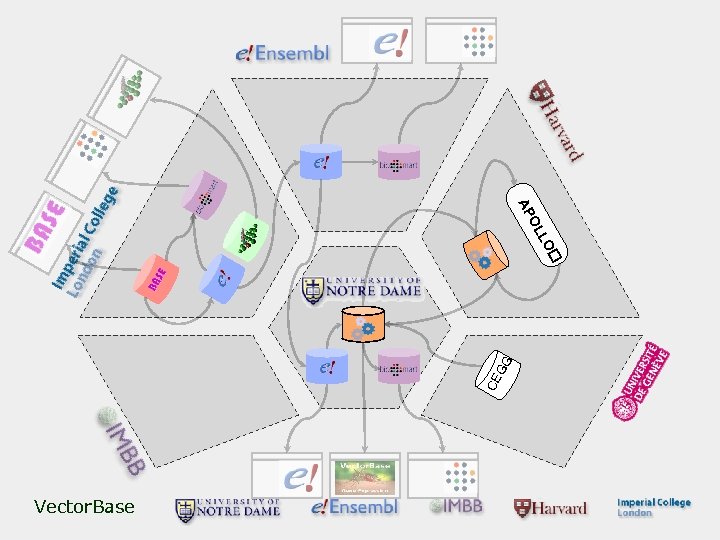 LO OL AP CE GG Vector. Base 