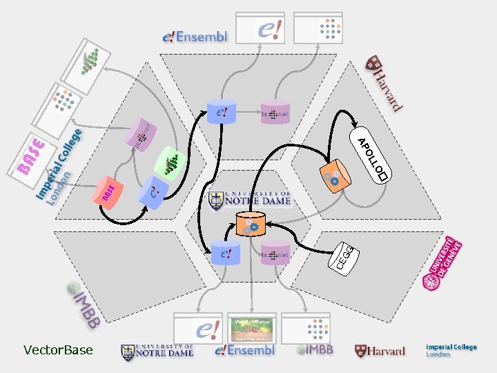 LO OL AP CE GG Vector. Base 