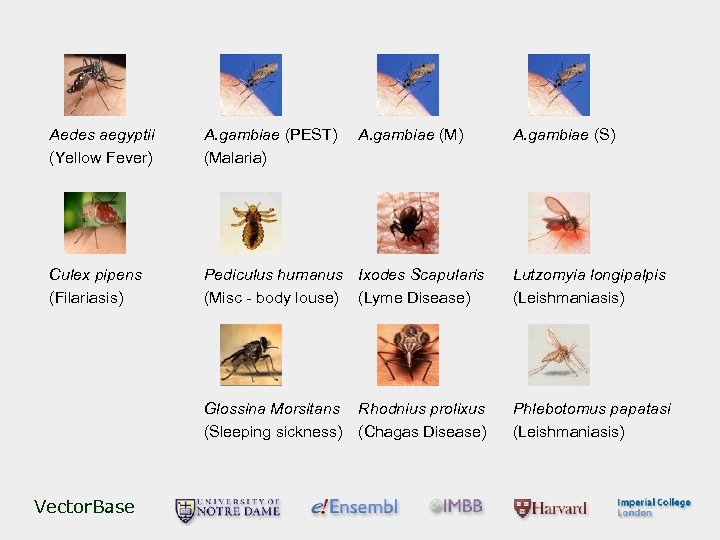 Aedes aegyptii (Yellow Fever) A. gambiae (PEST) (Malaria) Culex pipens (Filariasis) Pediculus humanus Ixodes