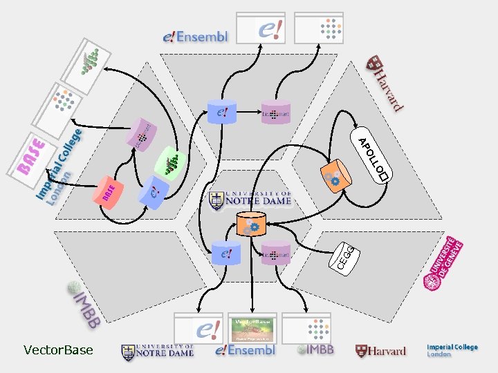 LO OL AP CE GG Vector. Base 