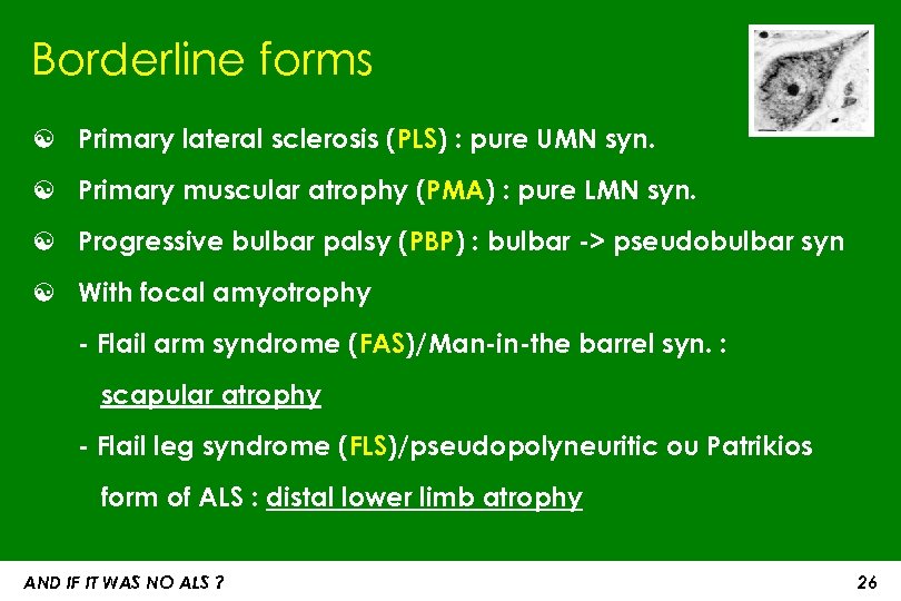 Borderline forms ☯ Primary lateral sclerosis (PLS) : pure UMN syn. ☯ Primary muscular