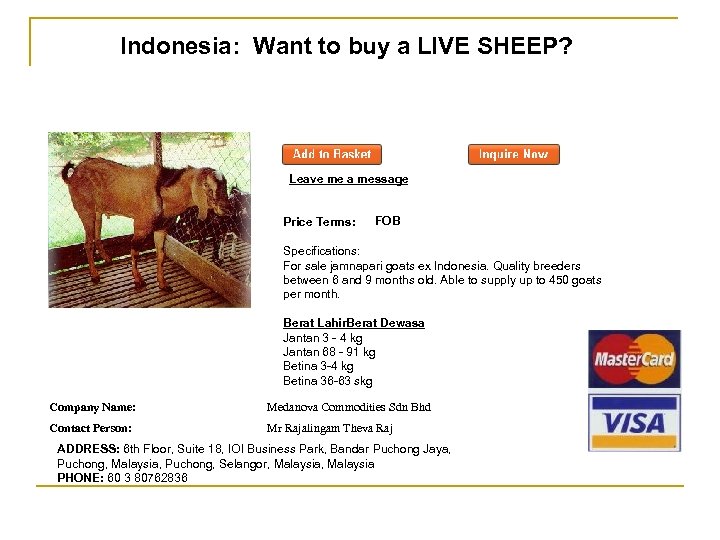 Indonesia: Want to buy a LIVE SHEEP? Leave me a message Price Terms: FOB