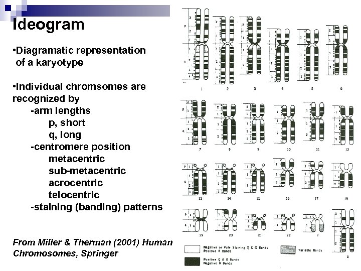 Ideogram • Diagramatic representation of a karyotype • Individual chromsomes are recognized by -arm