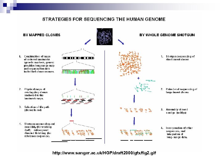 http: //www. sanger. ac. uk/HGP/draft 2000/gfx/fig 2. gif 