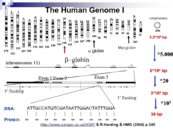 The Human Genome I 1 2 3 4 5 6 7 8 9 10