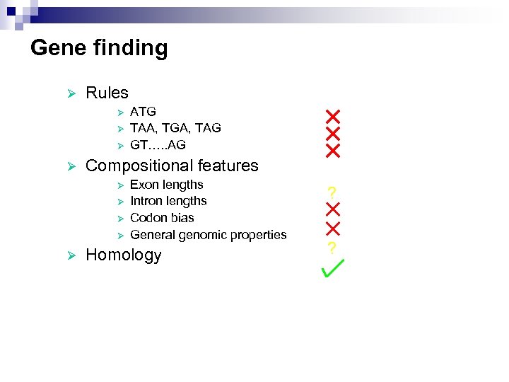 Gene finding Ø Rules Ø Ø Compositional features Ø Ø Ø ATG TAA, TGA,