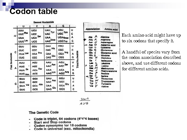 Codon table Each amino acid might have up to six codons that specify it.