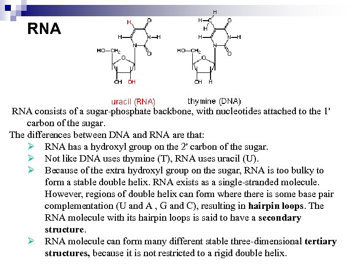 RNA consists of a sugar-phosphate backbone, with nucleotides attached to the 1' carbon of