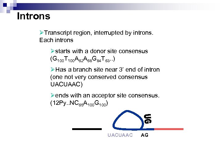 Introns ØTranscript region, interrupted by introns. Each introns Østarts with a donor site consensus