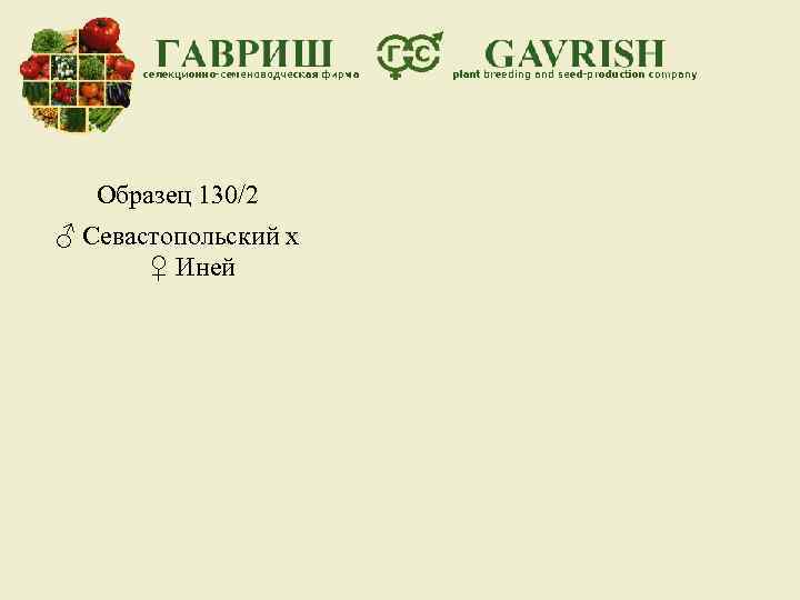Образец 130/2 ♂ Севастопольский х ♀ Иней 