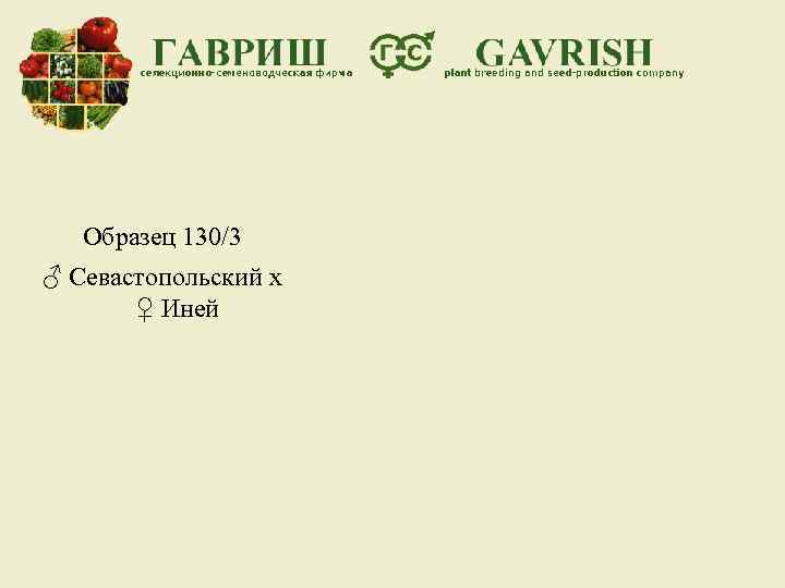 Образец 130/3 ♂ Севастопольский х ♀ Иней 
