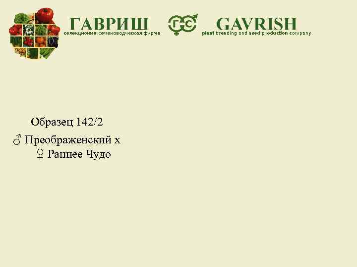 Образец 142/2 ♂ Преображенский х ♀ Раннее Чудо 