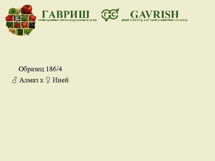 Образец 186/4 ♂ Алмаз х ♀ Иней 