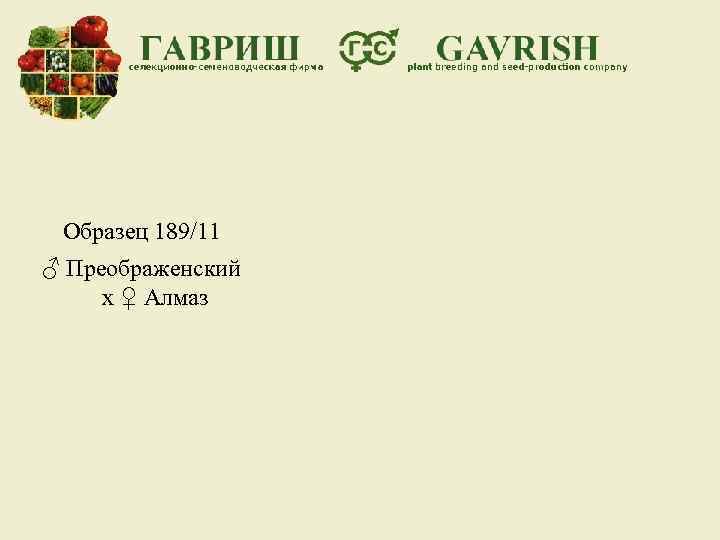 Образец 189/11 ♂ Преображенский х ♀ Алмаз 