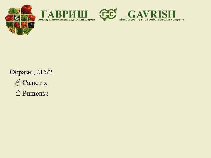 Образец 215/2 ♂ Салют х ♀ Ришелье 