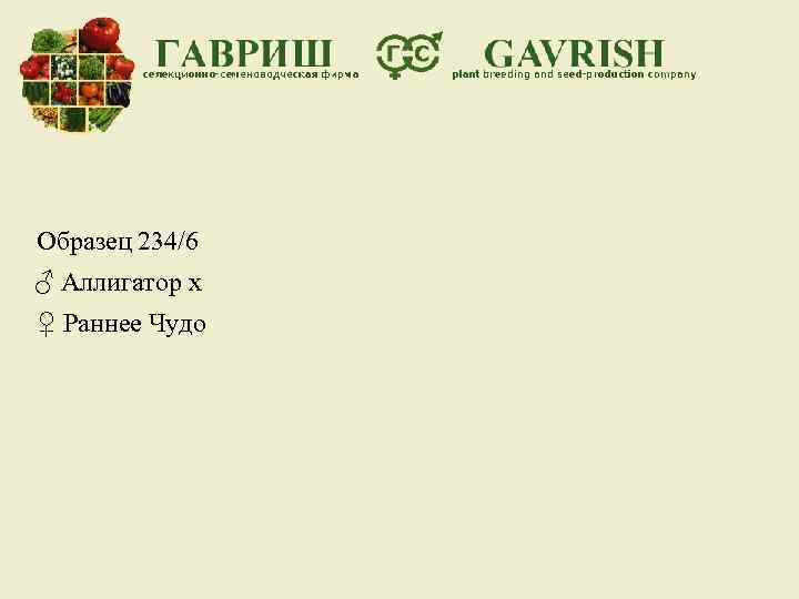 Образец 234/6 ♂ Аллигатор х ♀ Раннее Чудо 