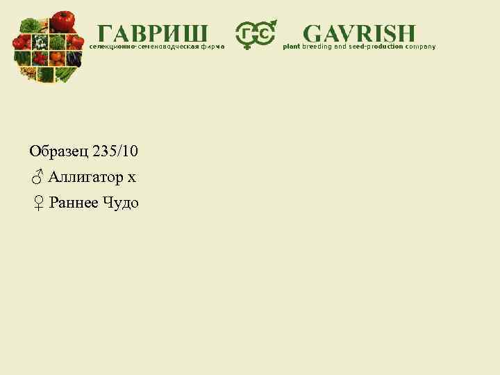 Образец 235/10 ♂ Аллигатор х ♀ Раннее Чудо 